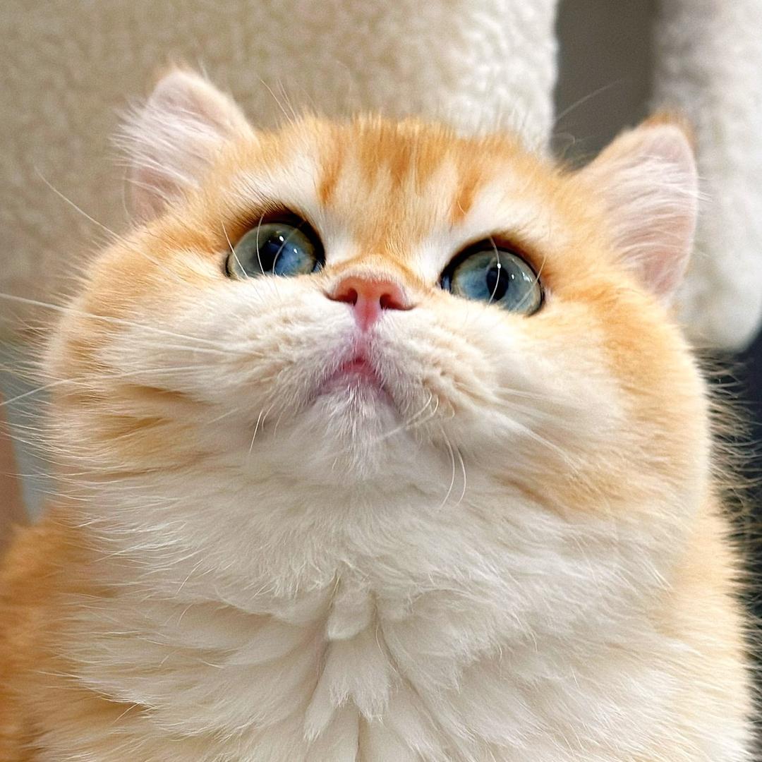 小金家的猫