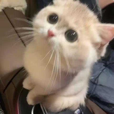 妹宝