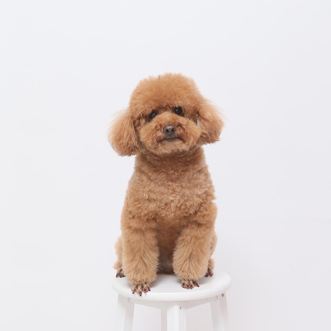 小小小饭团儿