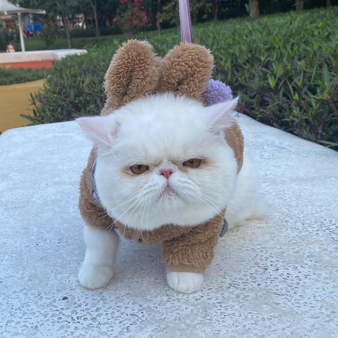 醒醒是一只猫🐱