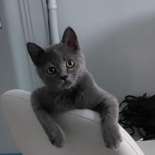 🍡团子是犟种🌈