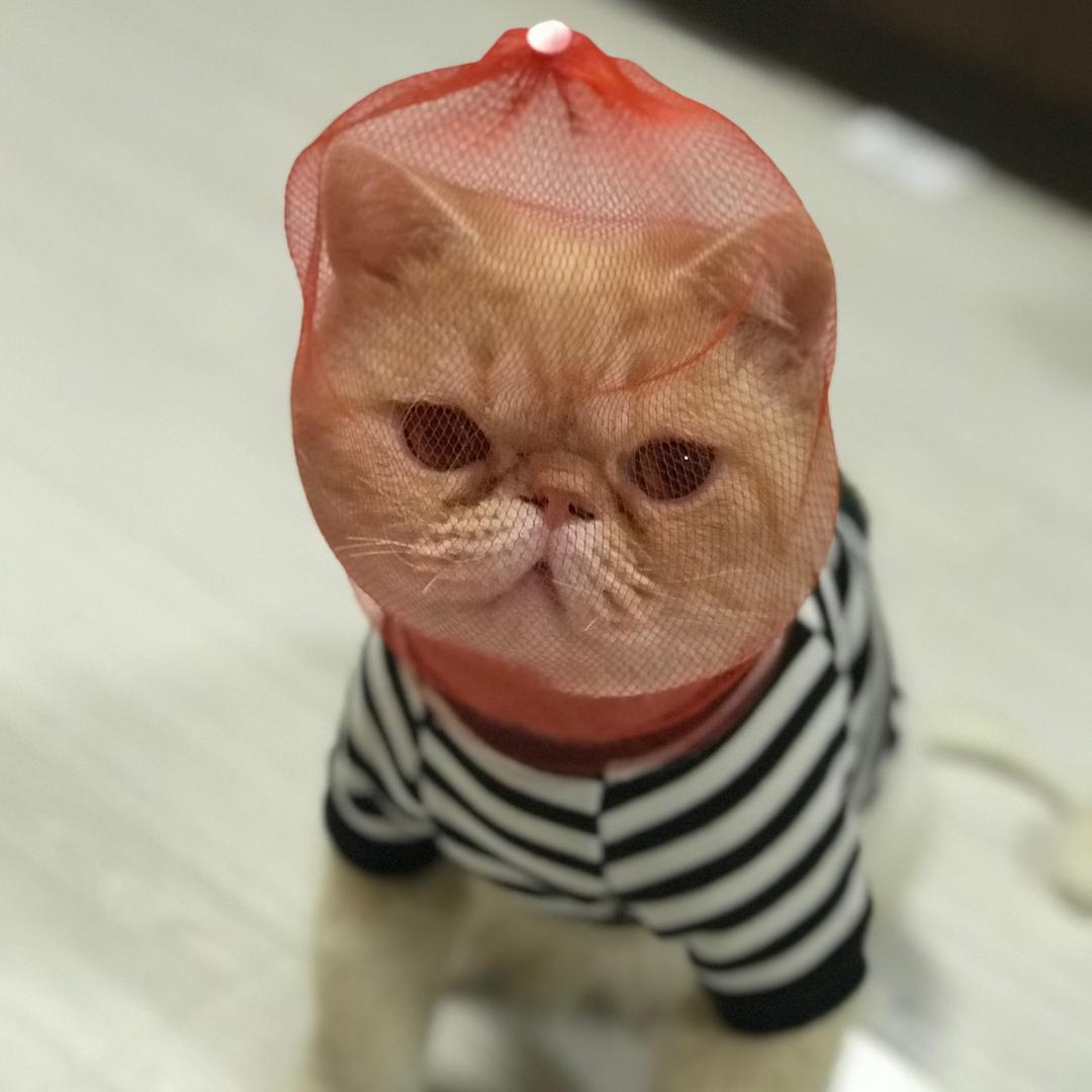 🐈‍⬛🐈猫宅🏠