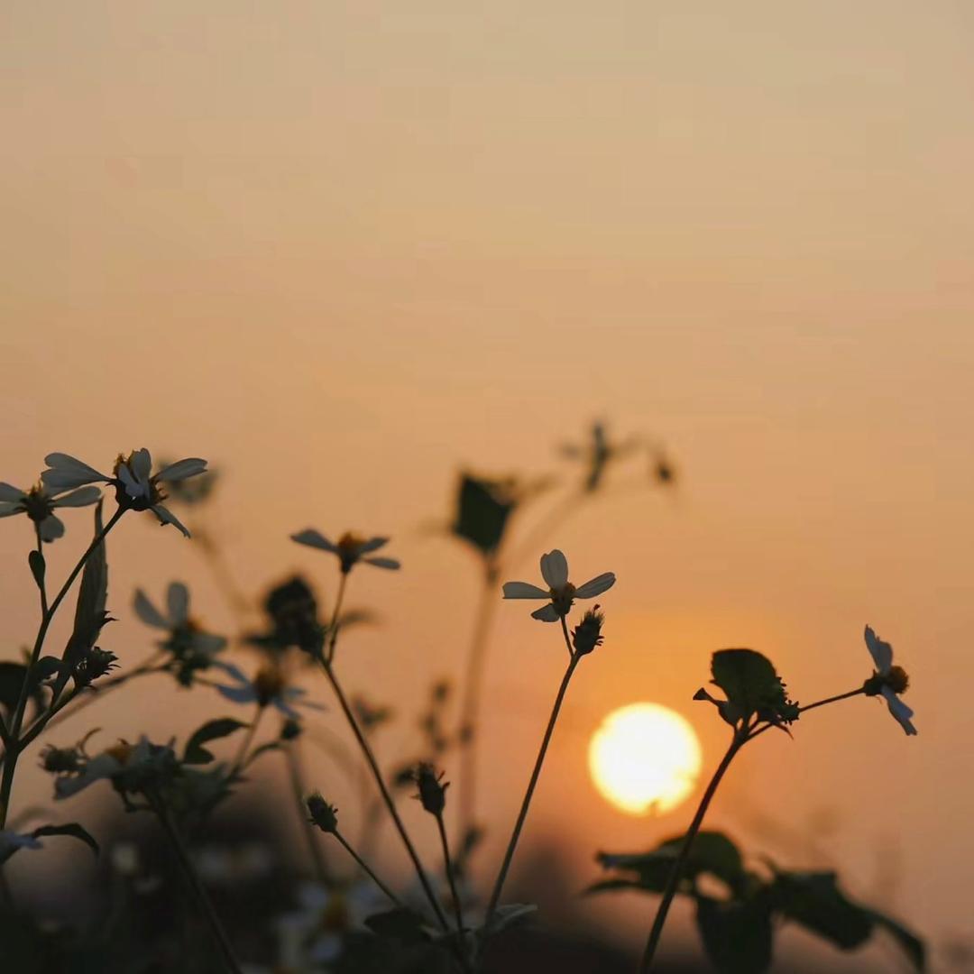 wish