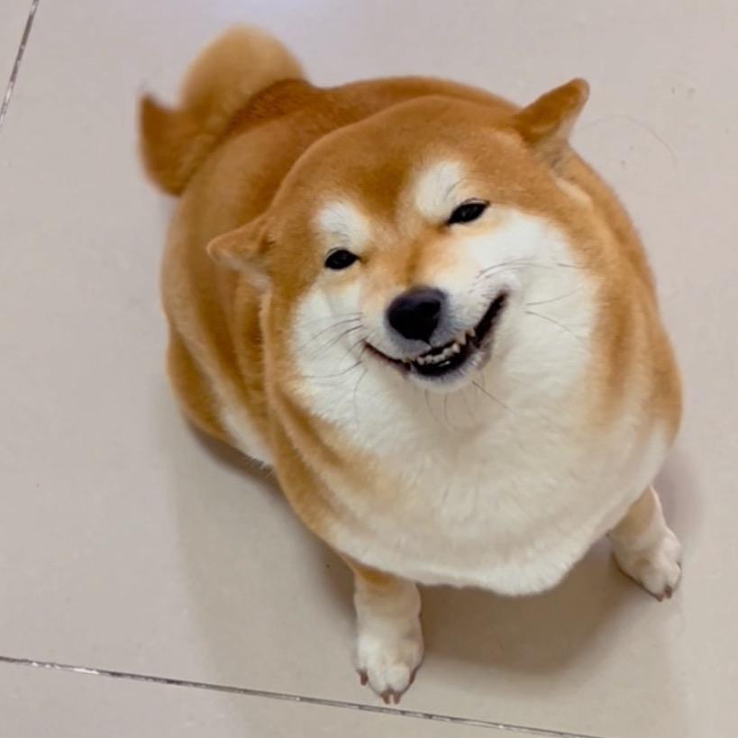 柴小柴胖虎