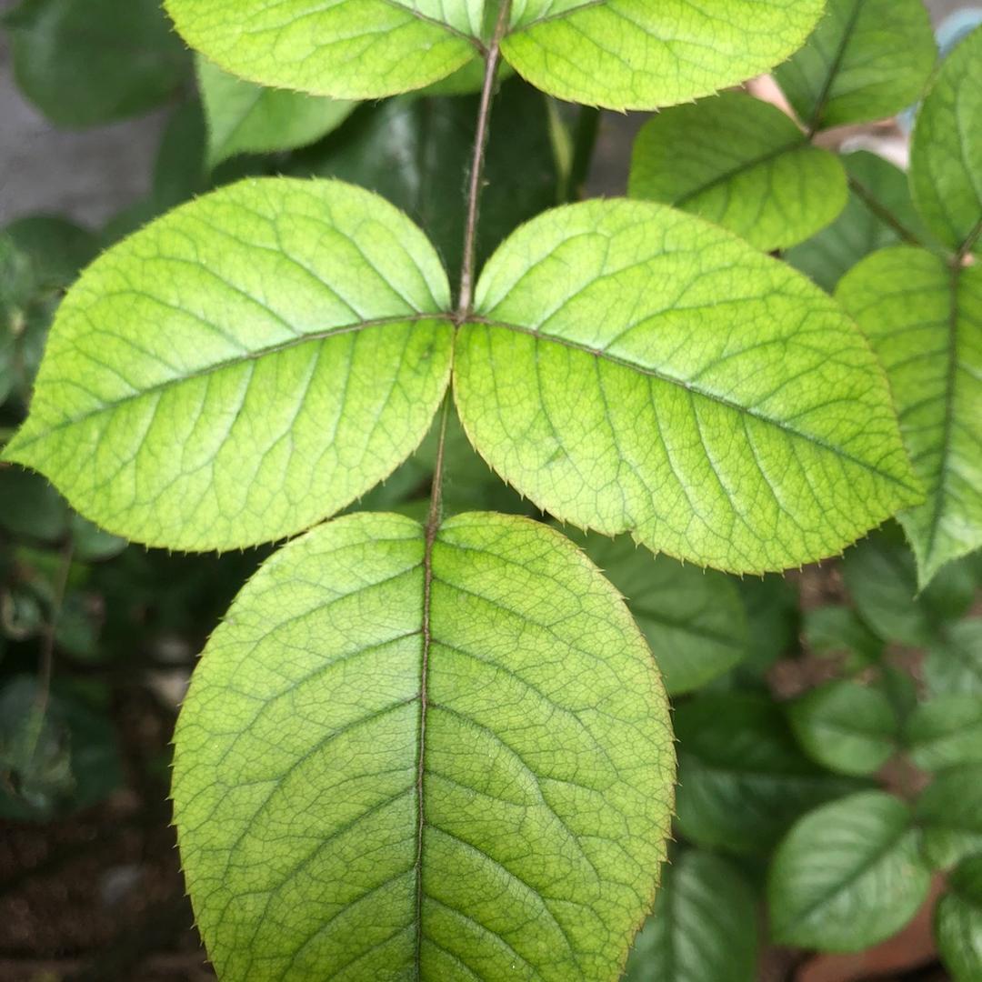 修竹而居