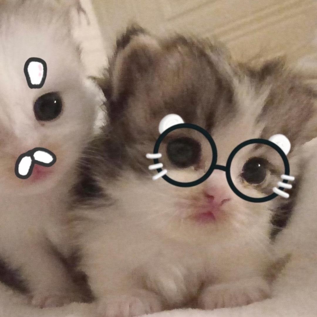 爱，小艺