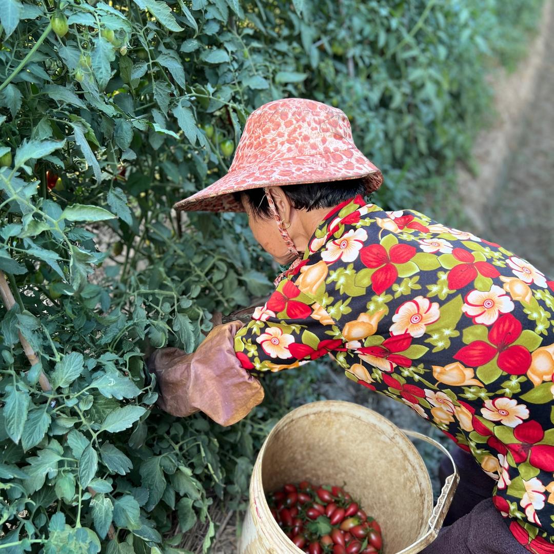 山与梅生鲜