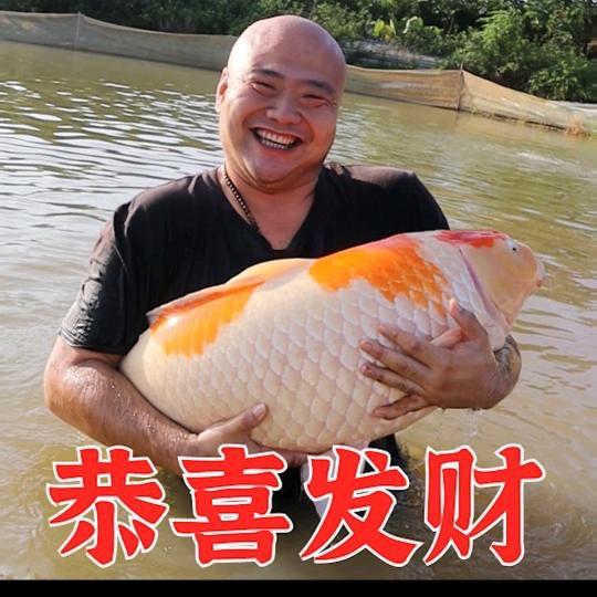 光头学锦鲤