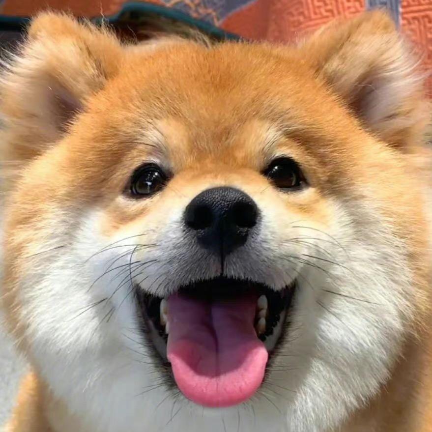 早睡早起的蛋总