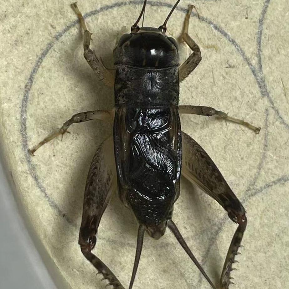 河北衡水蟋蟀