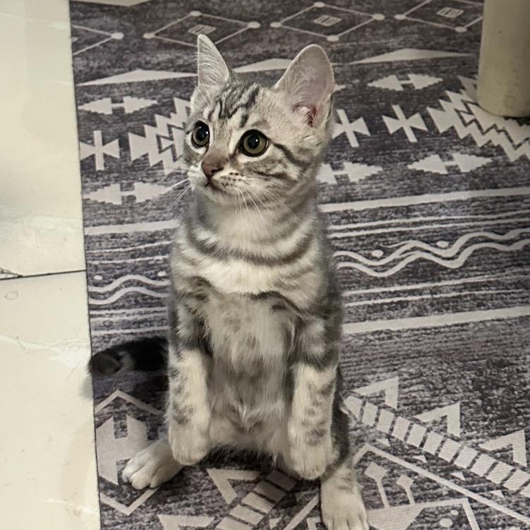 王胖虎会发财💰