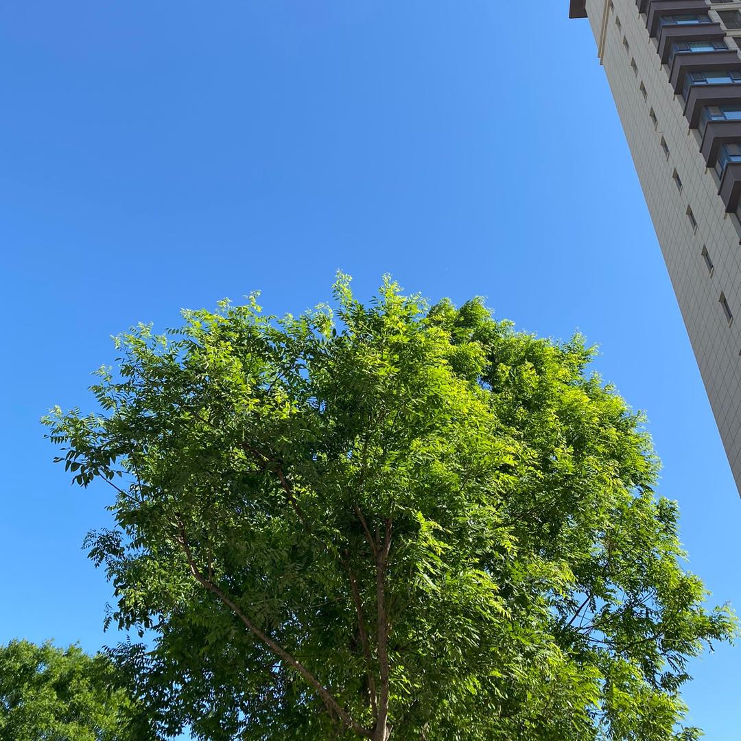 大大舅子