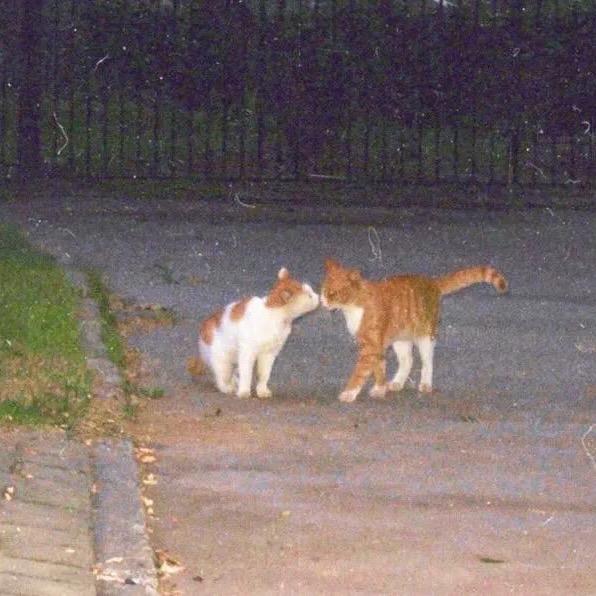 拯救全世界的香菜