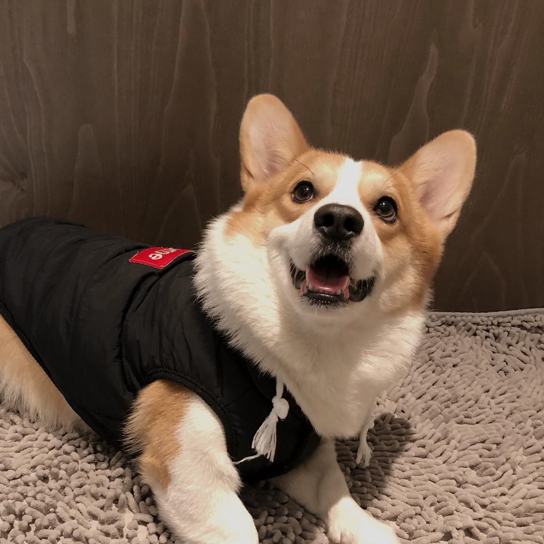 柯基秋鱼和安妮