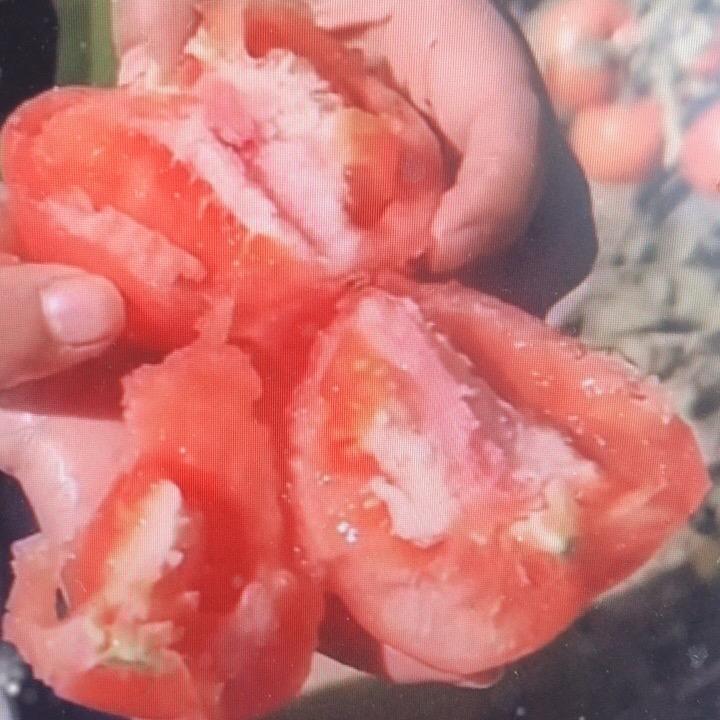 山东番茄🍅小时达