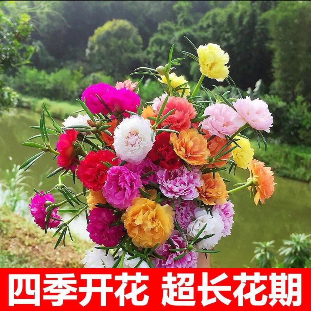 雅园花卉