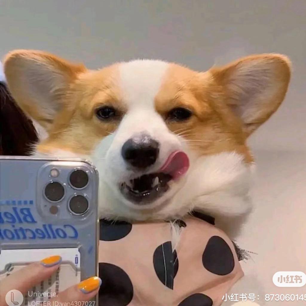 大可爱很可爱❤️