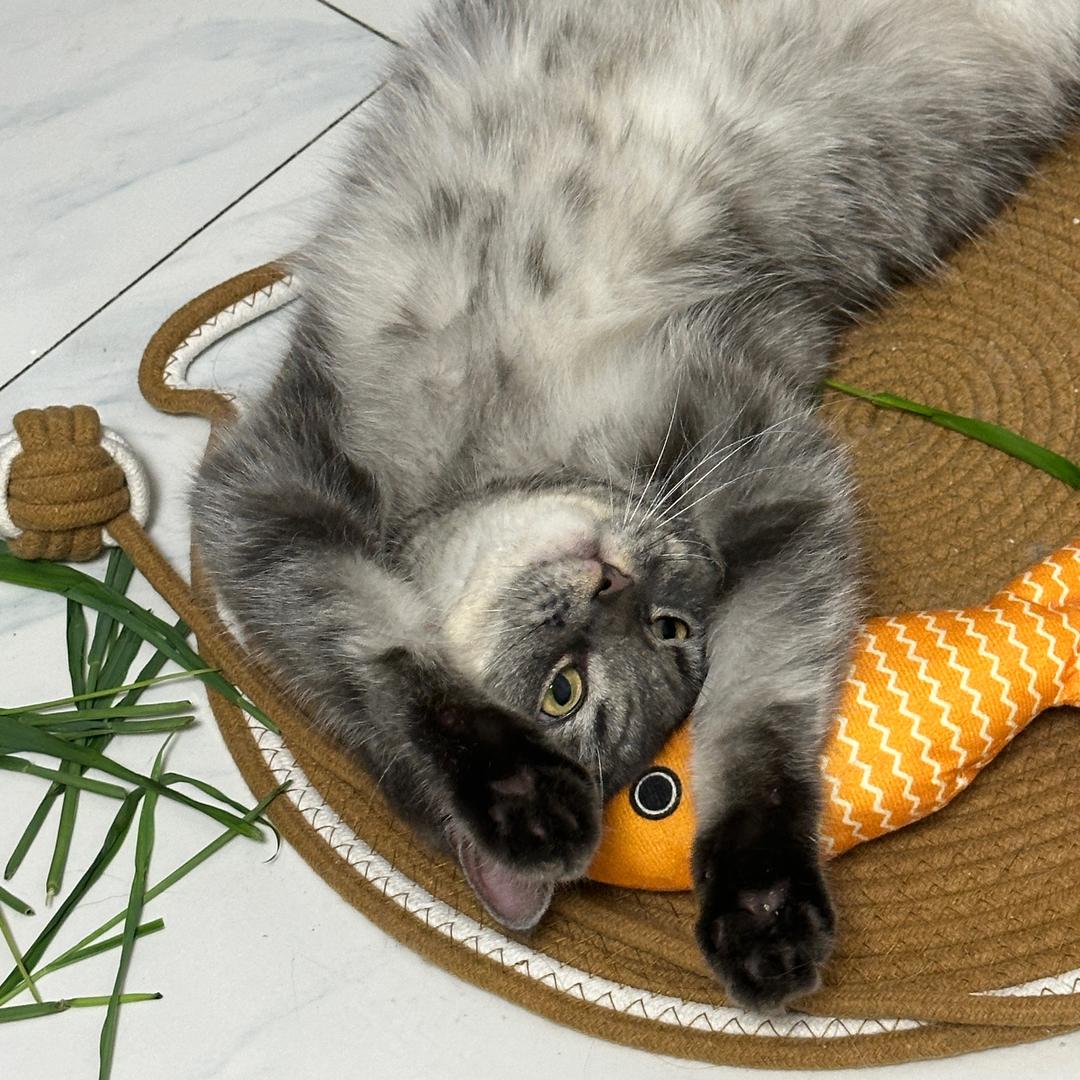 猫一直响