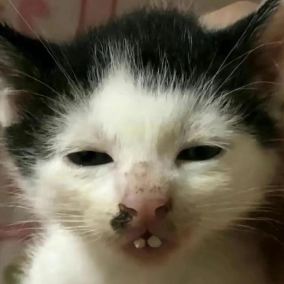 .满山的猴子我腚最红.