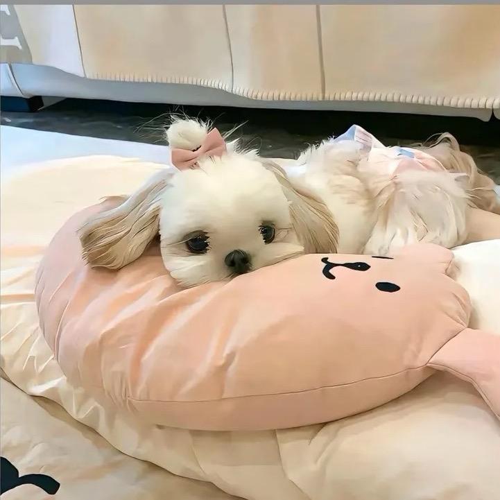.欣欣子