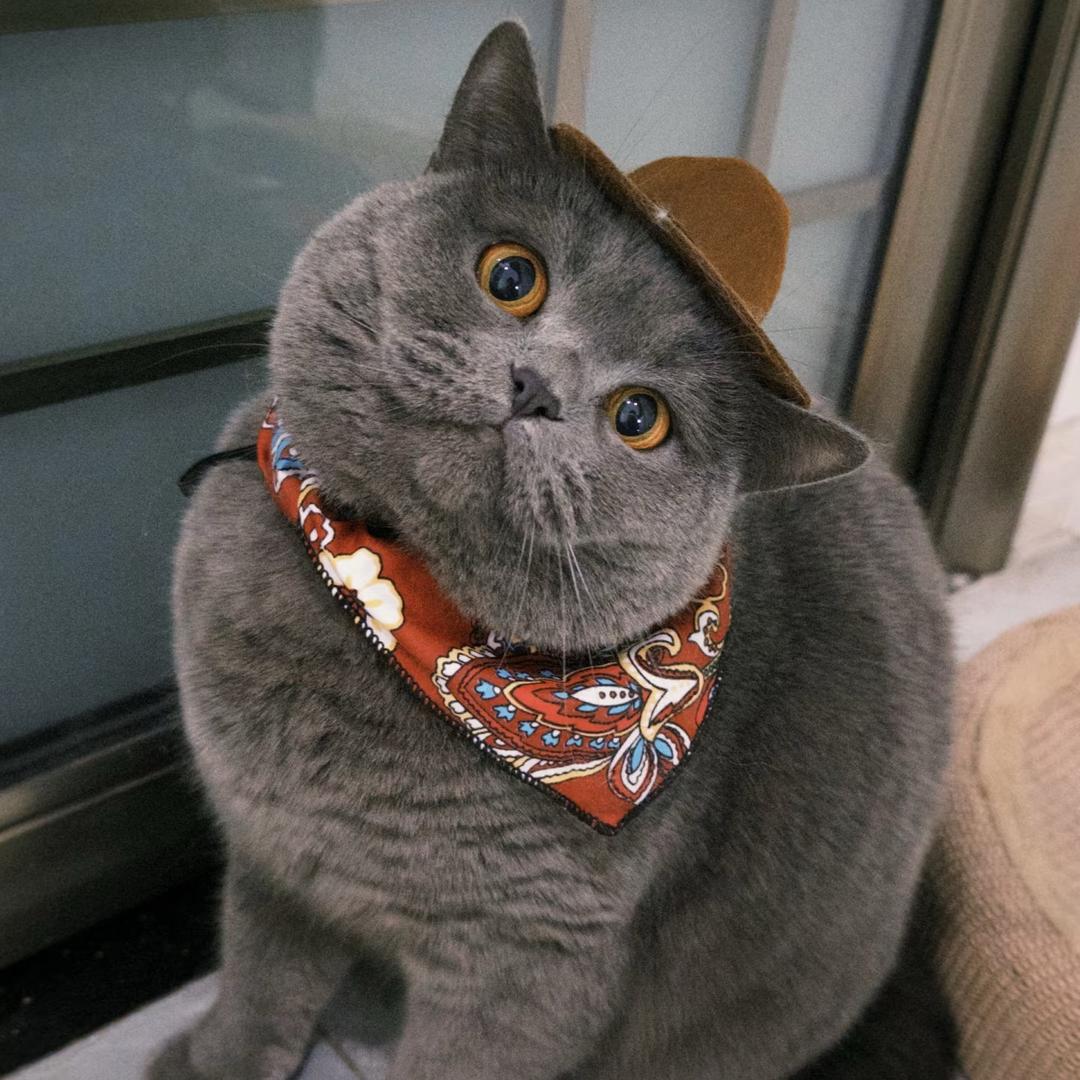 狗蛋是只猫