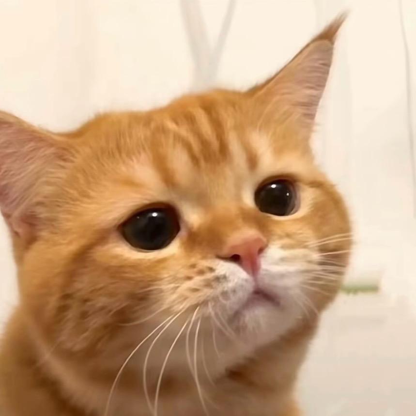 小仔（见过3次邓紫棋版）