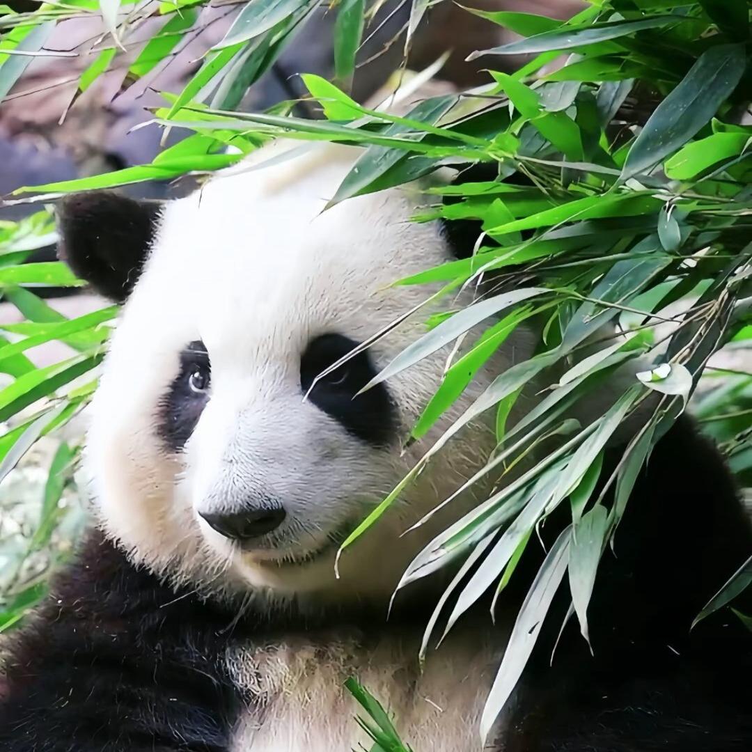 善良的苹果
