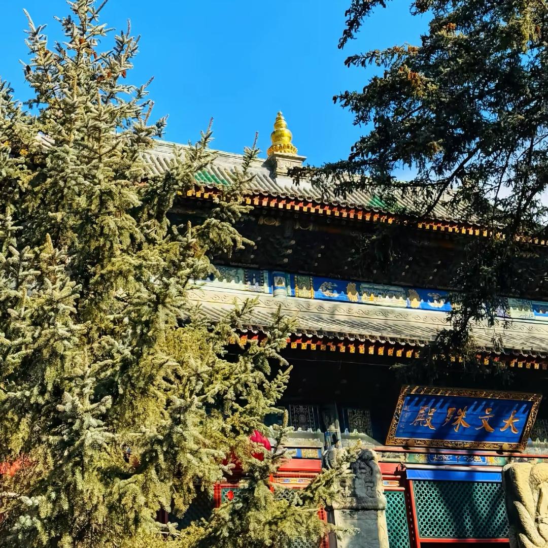 五台野生峰直播号