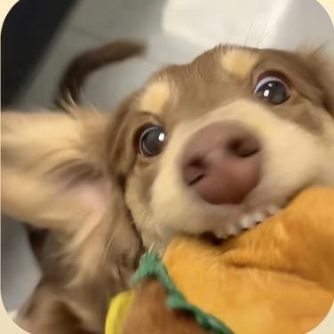 荏苒