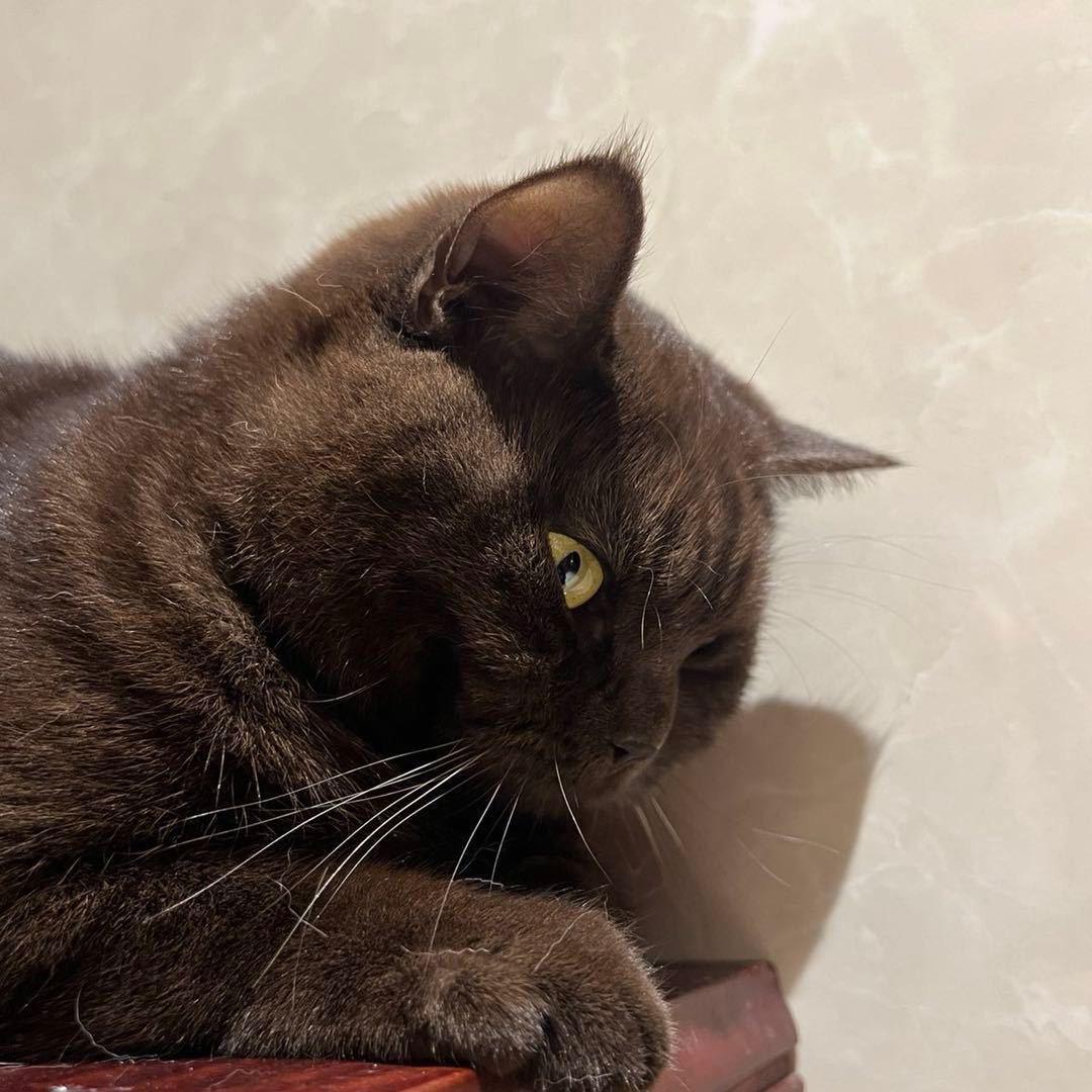 我家猫会放大臭屁