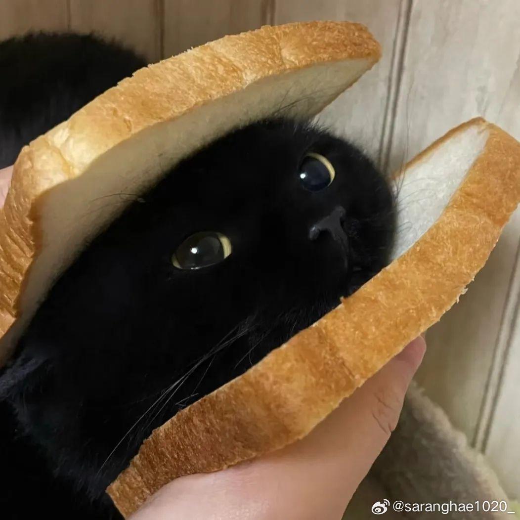 猫咪爱上兔