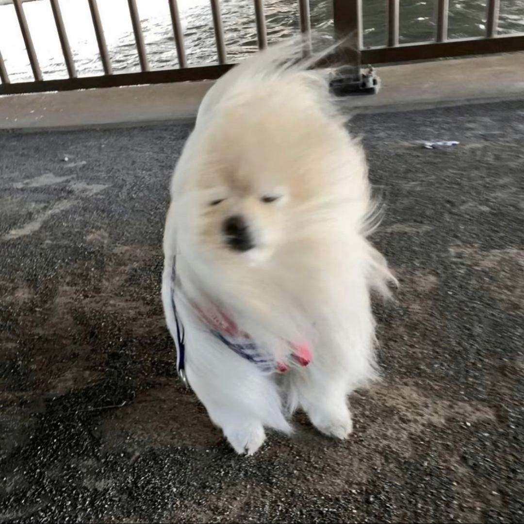 犯困大王