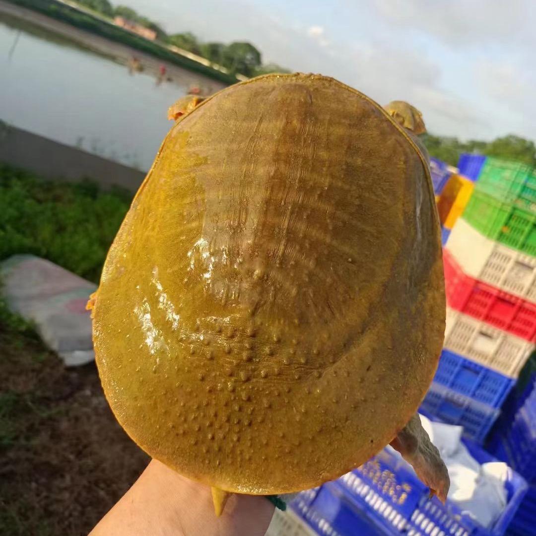 黄星龙卖甲鱼