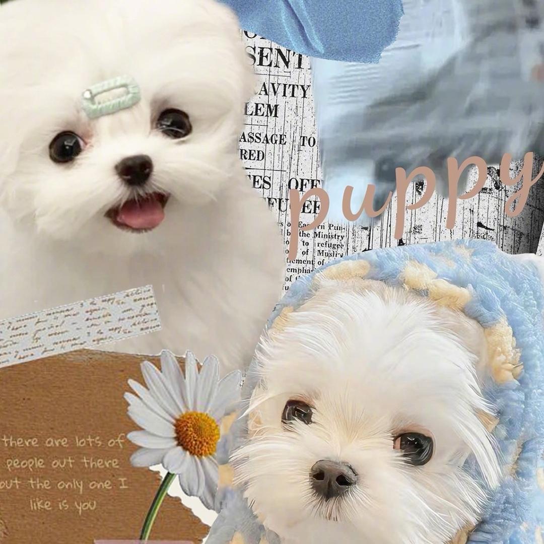 🐶一宠天下宠物会所🐱