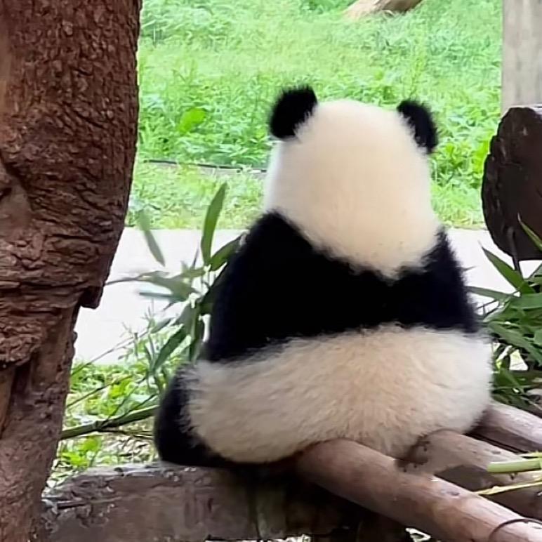 好运加倍🏆