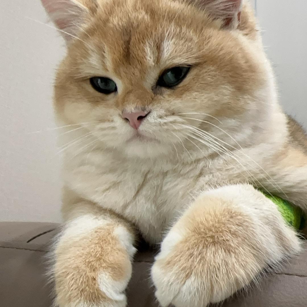 咕咕宠物指导员-扶苏