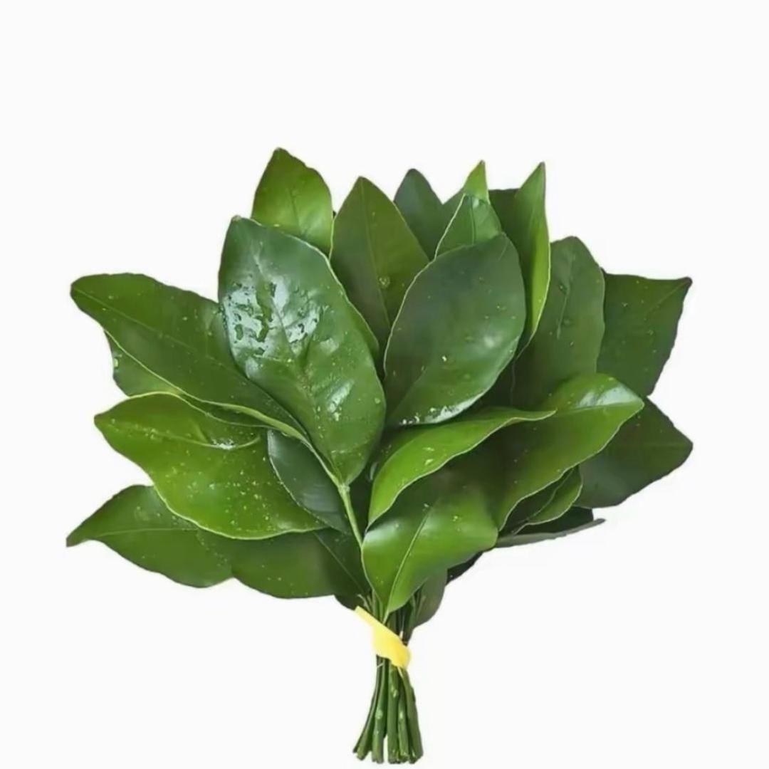 在家躺平追剧（好运版）