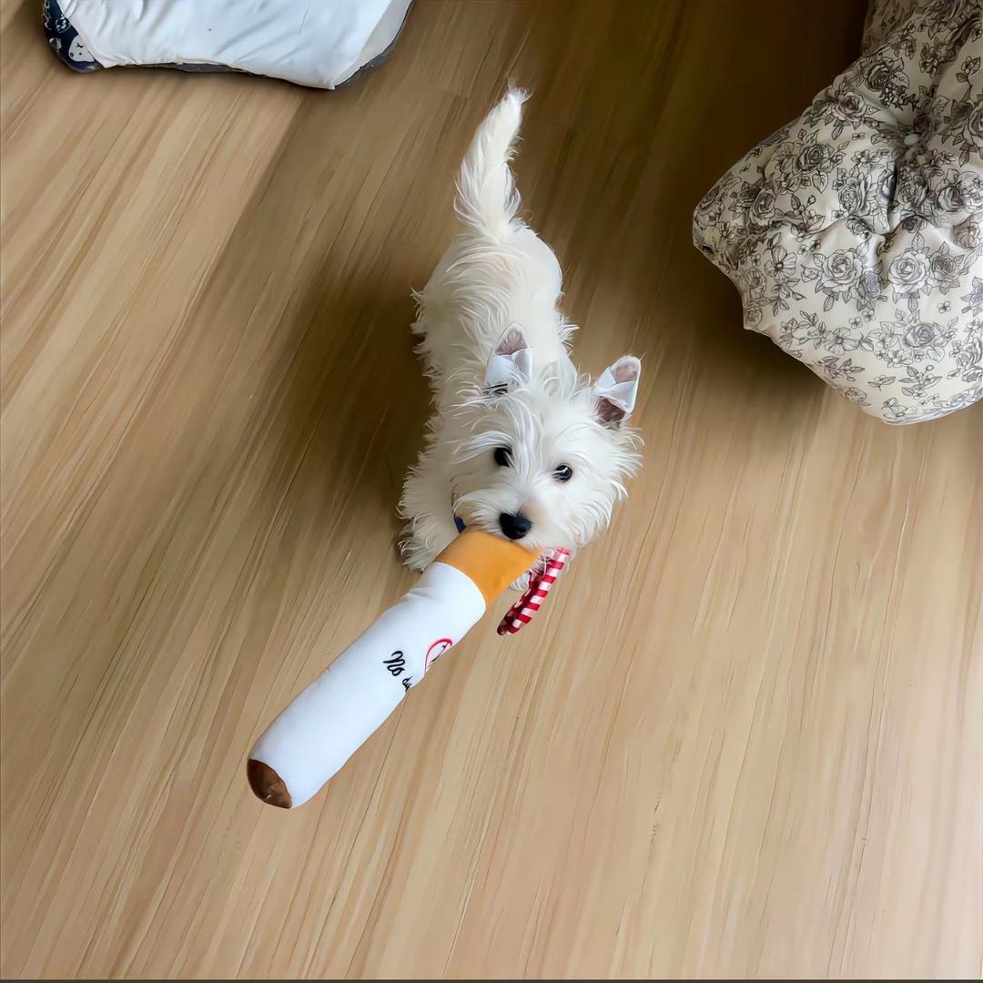 无敌小小Y