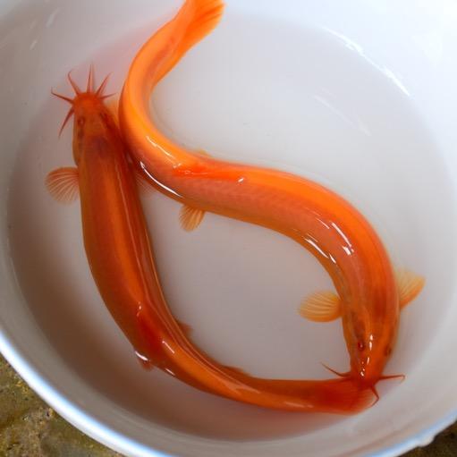 清远农业