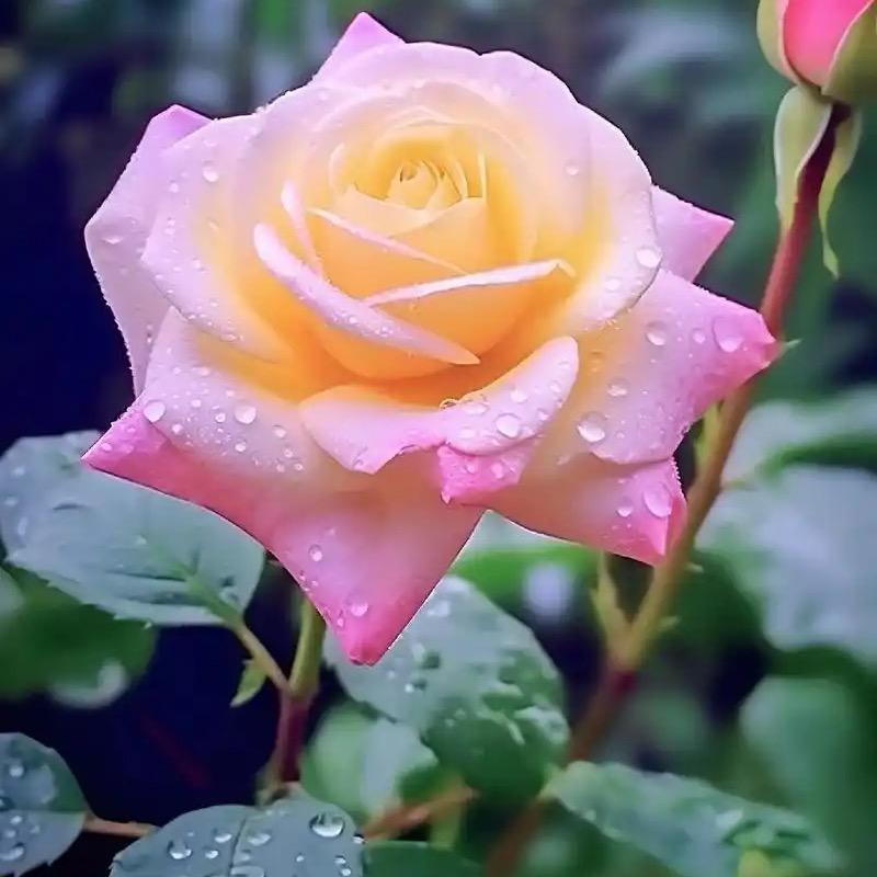 🌈🌸云月梧桐