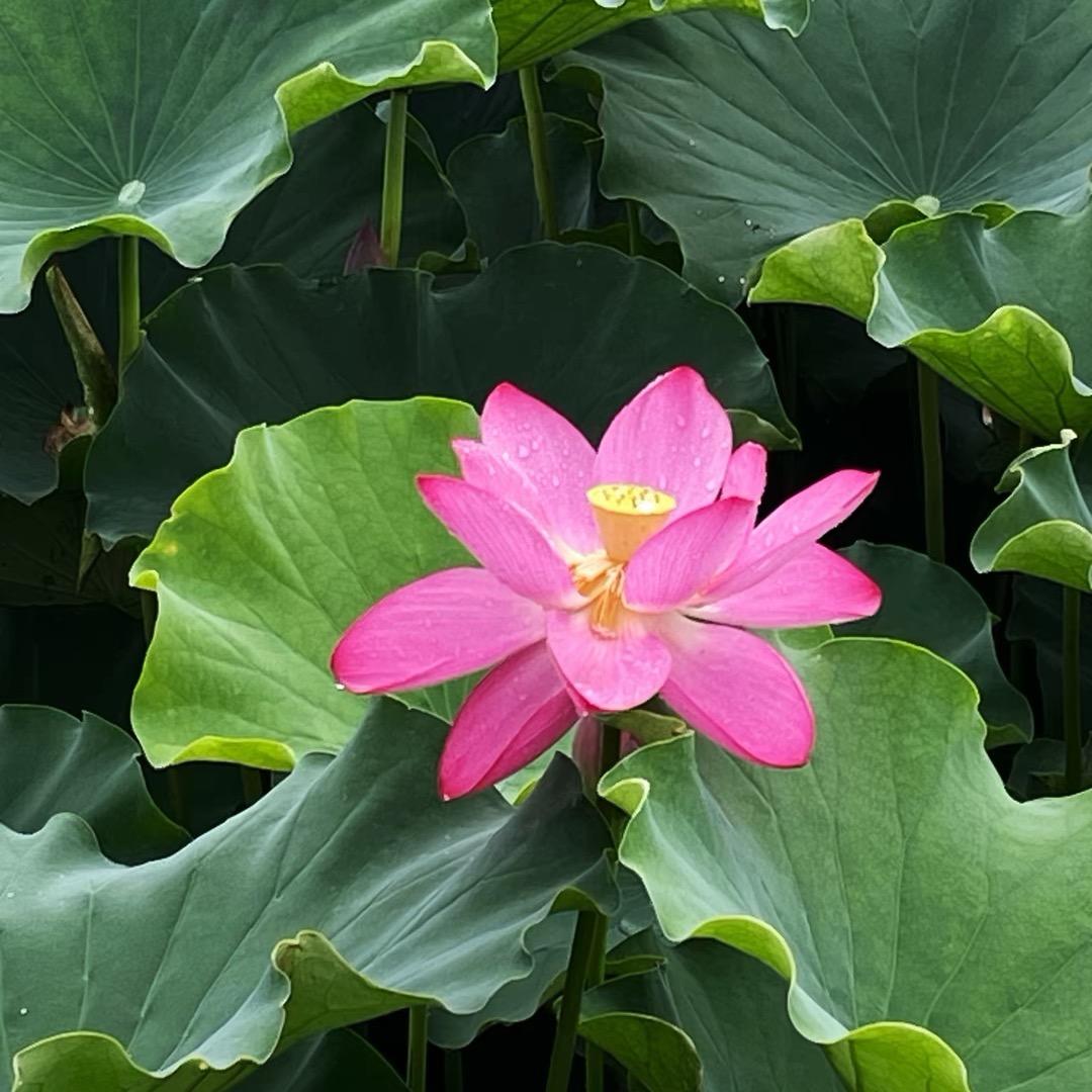 是艺不是意