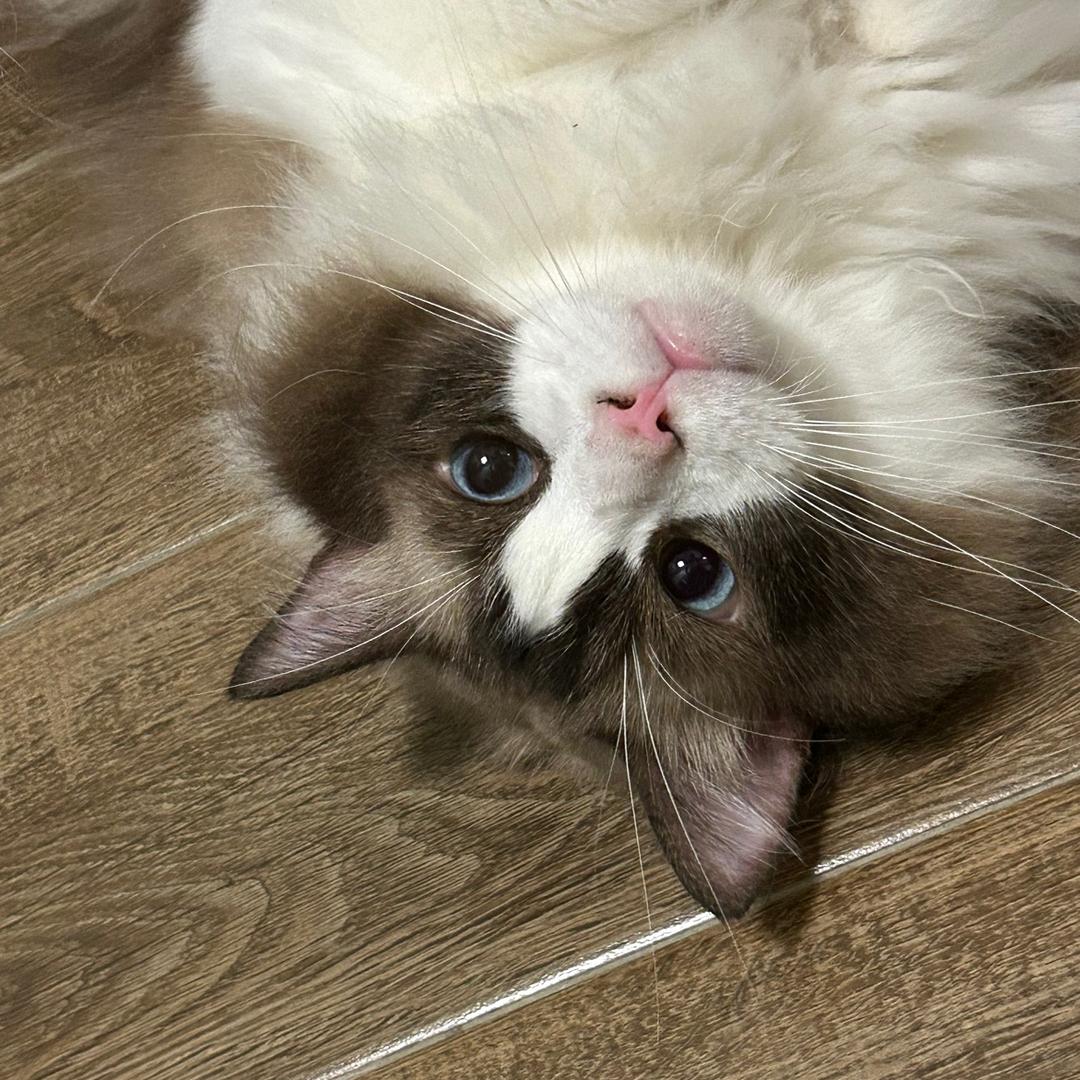 佩奇不是猪