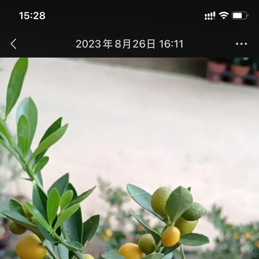 凯哥园艺