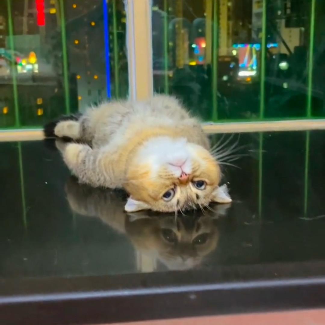 修狗儿