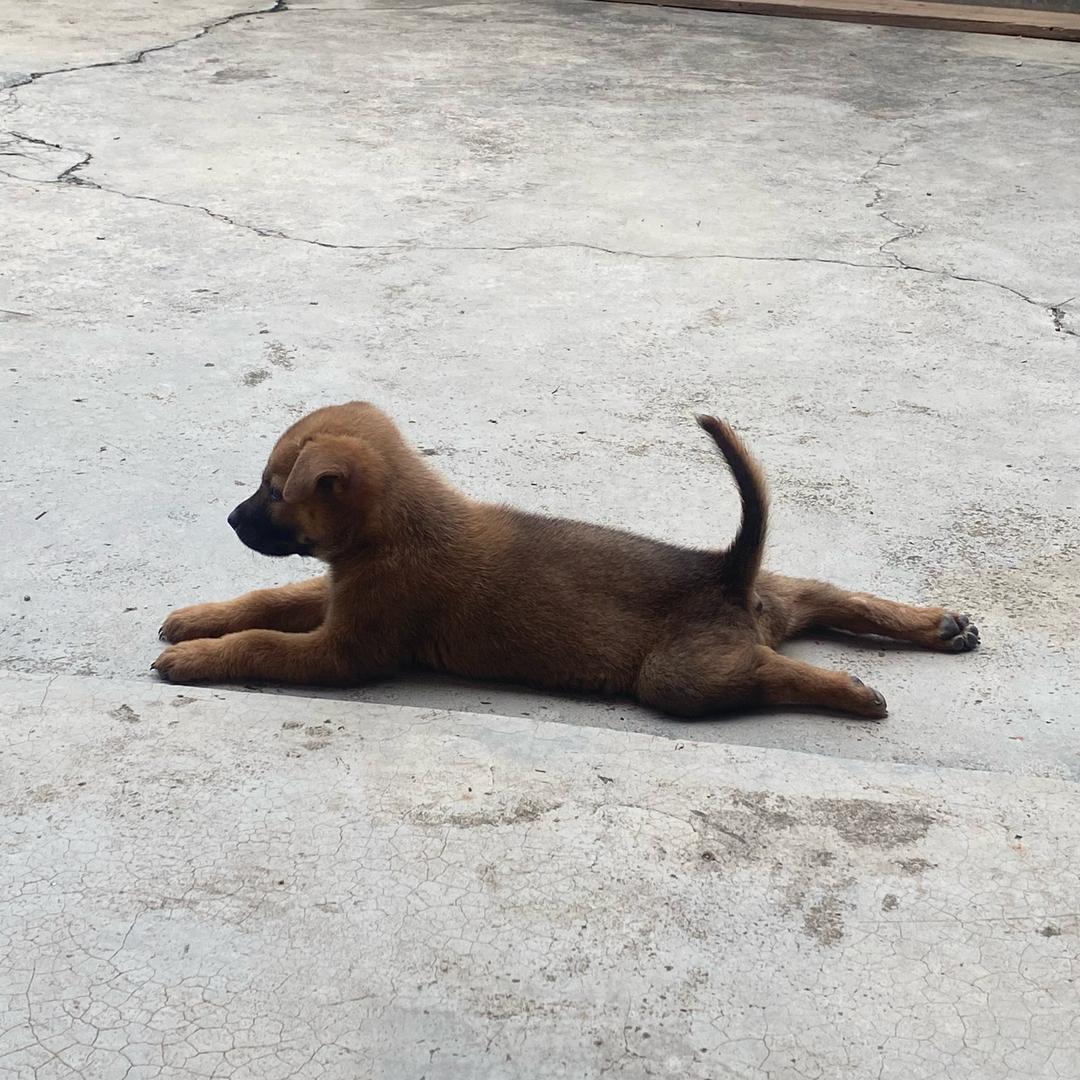 小陈巜土猎犬》