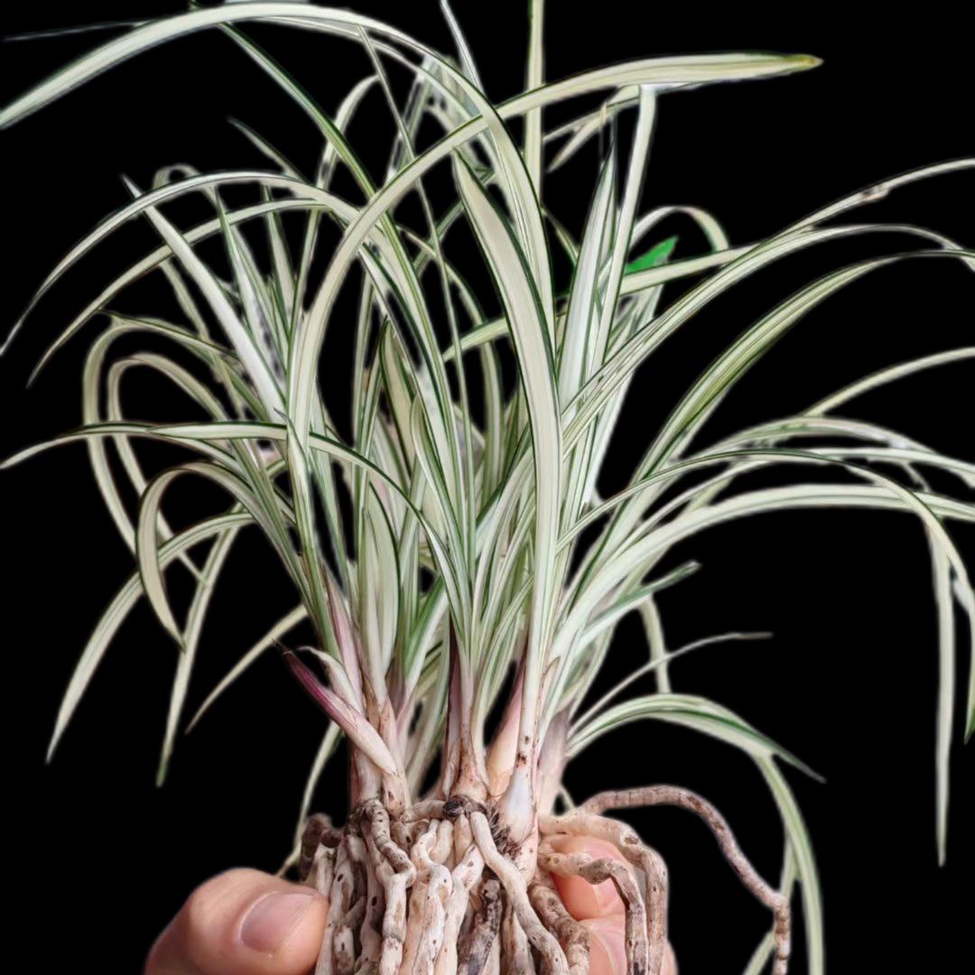 永绣兰苑（盘州资源之地)