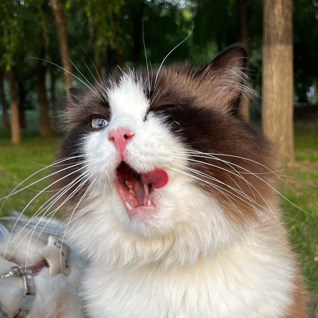 少爷与我🤫们！