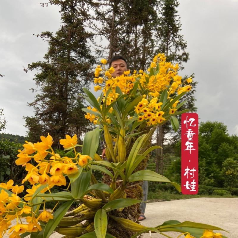 村娃野态
