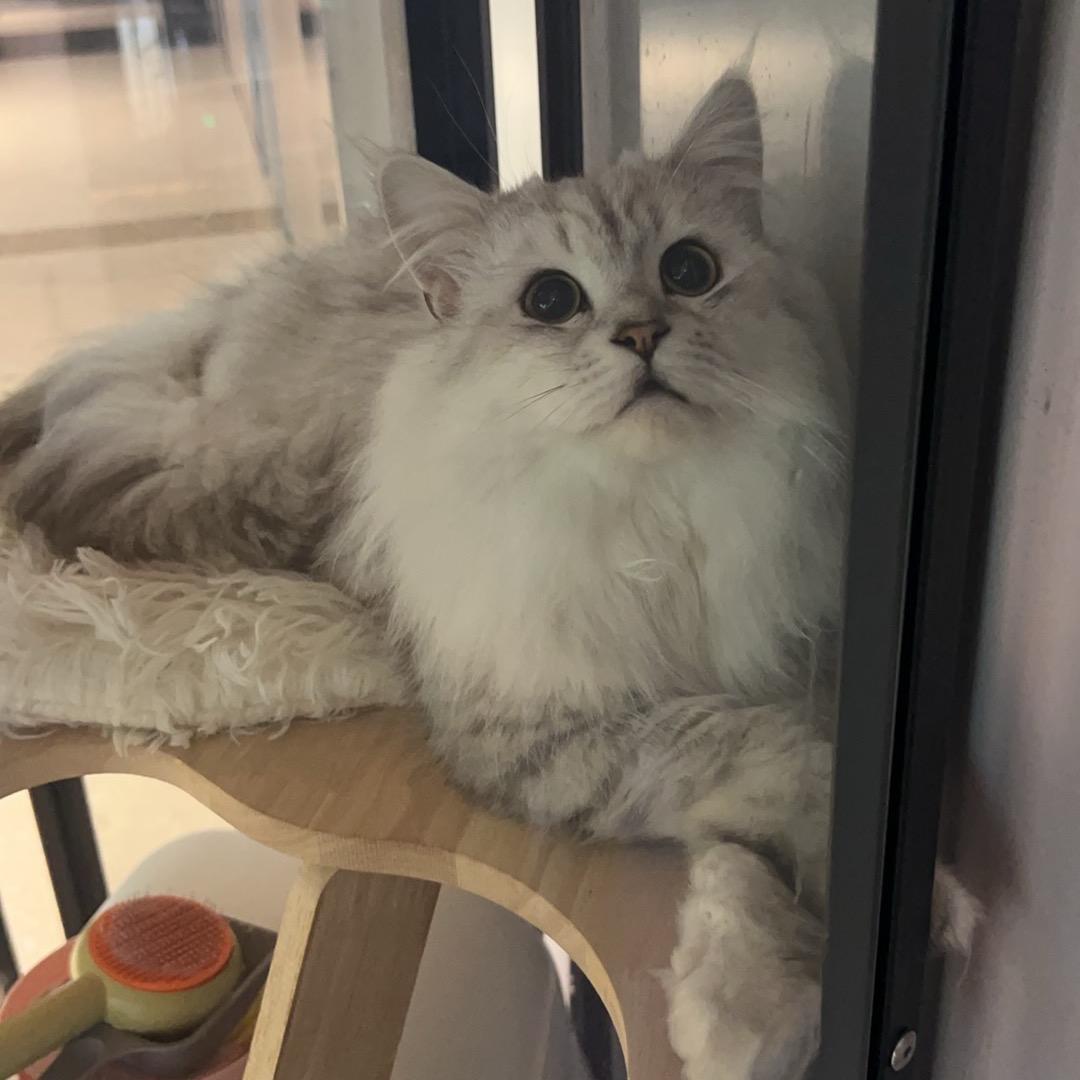 六灶良好市民🥕