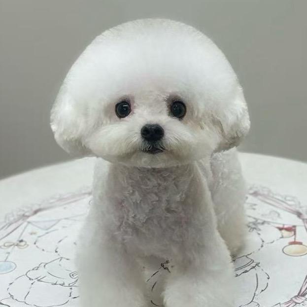 吾皇喵宠（韩版比熊，西施）